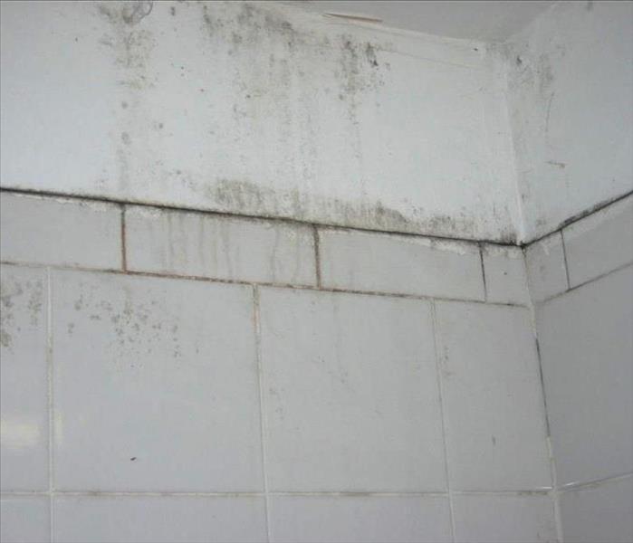 mold in common areas