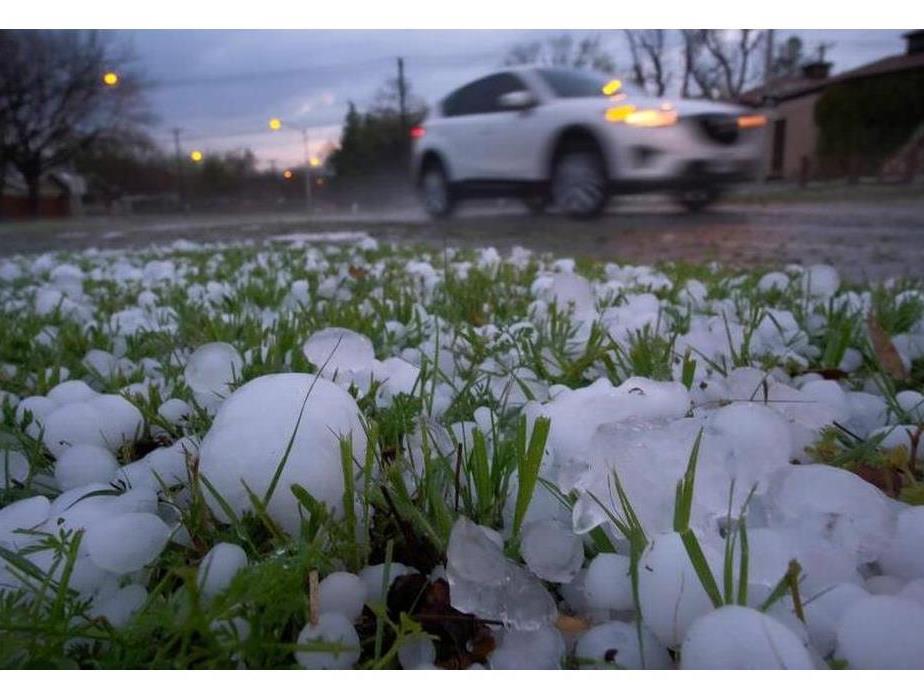 "image of a hail in grass next to the road, where a white suv is passing"